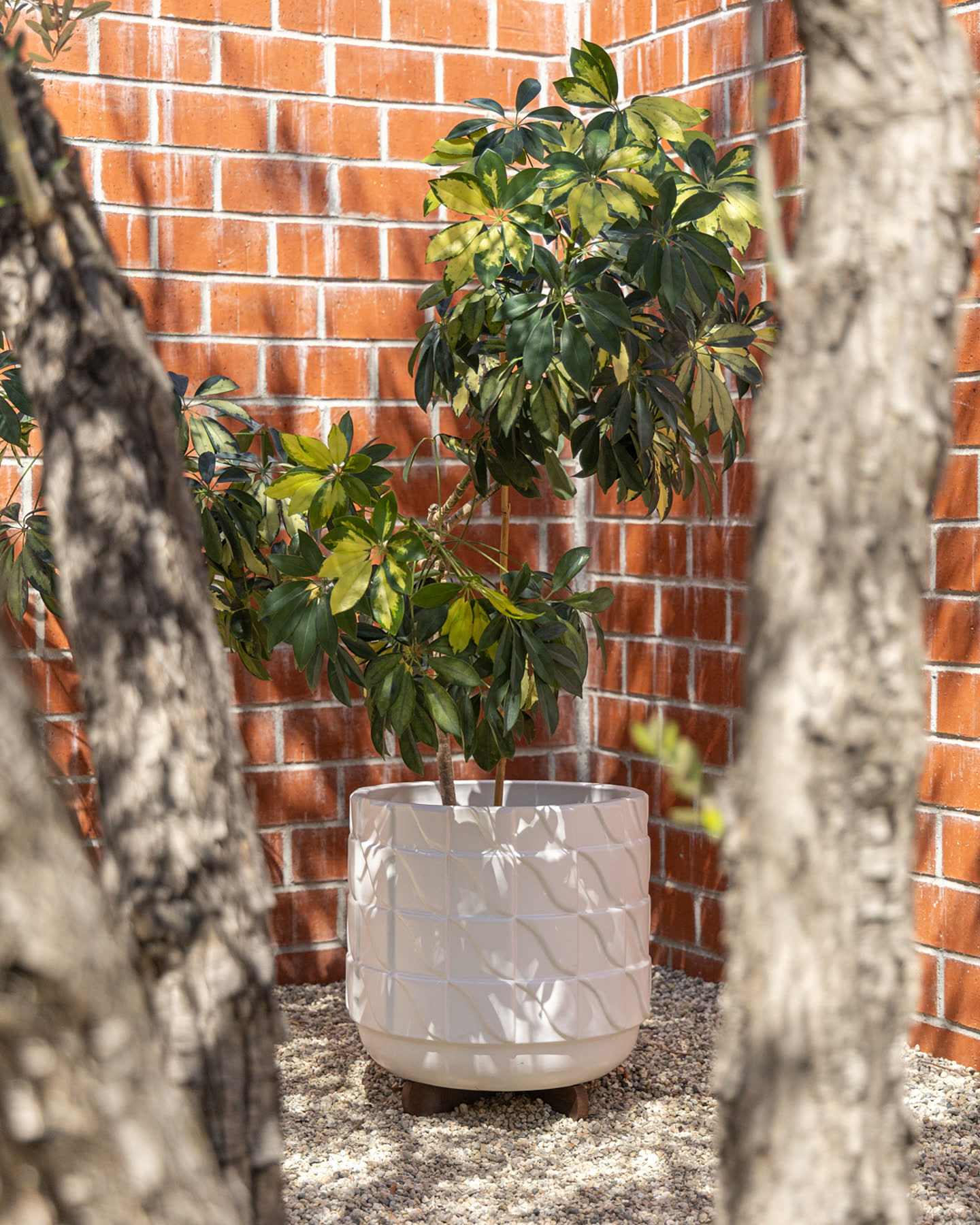 A sculptural potted plant set against the brick courtyard wall.