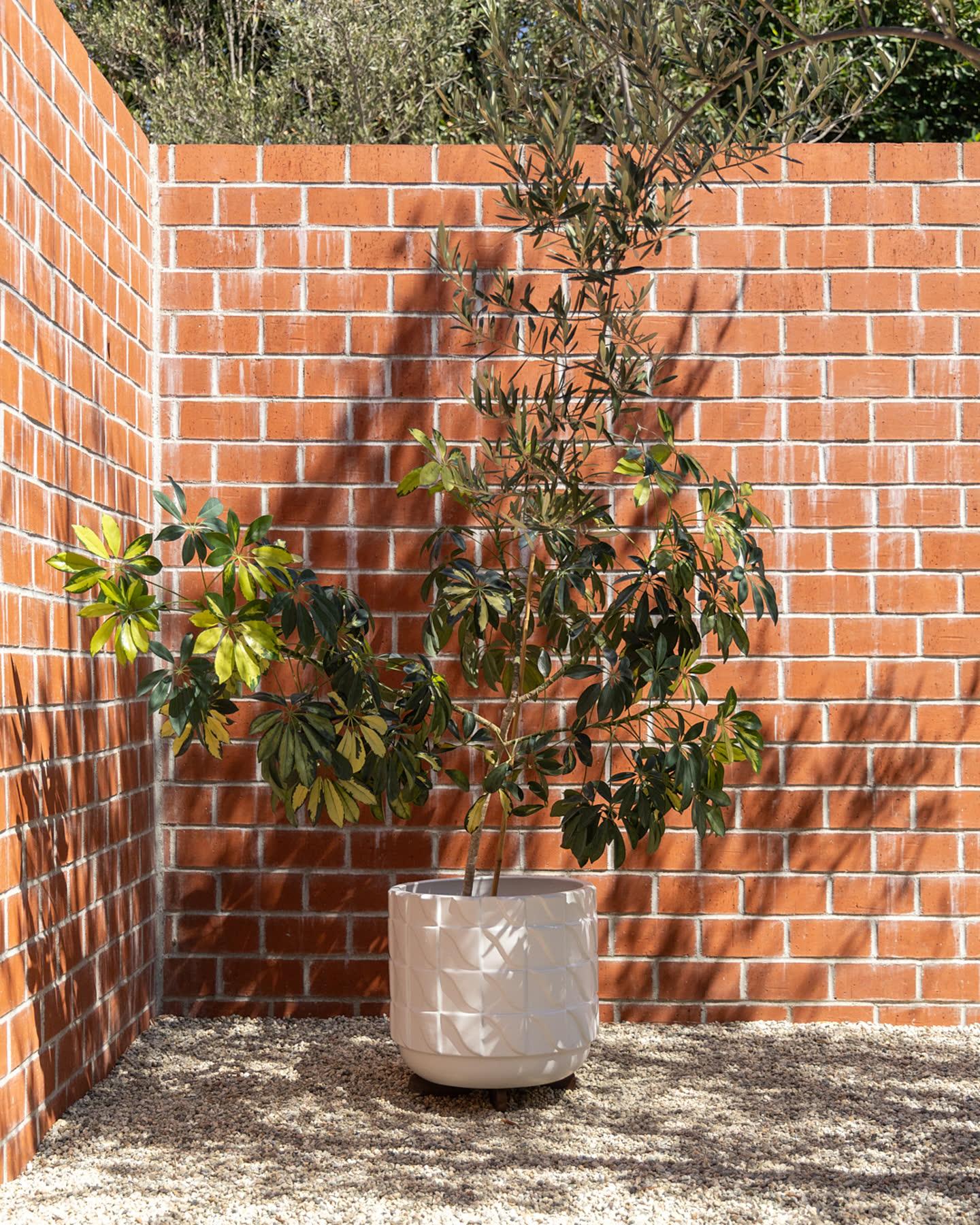 A potted tree in the brick courtyard at Case Study House #16.