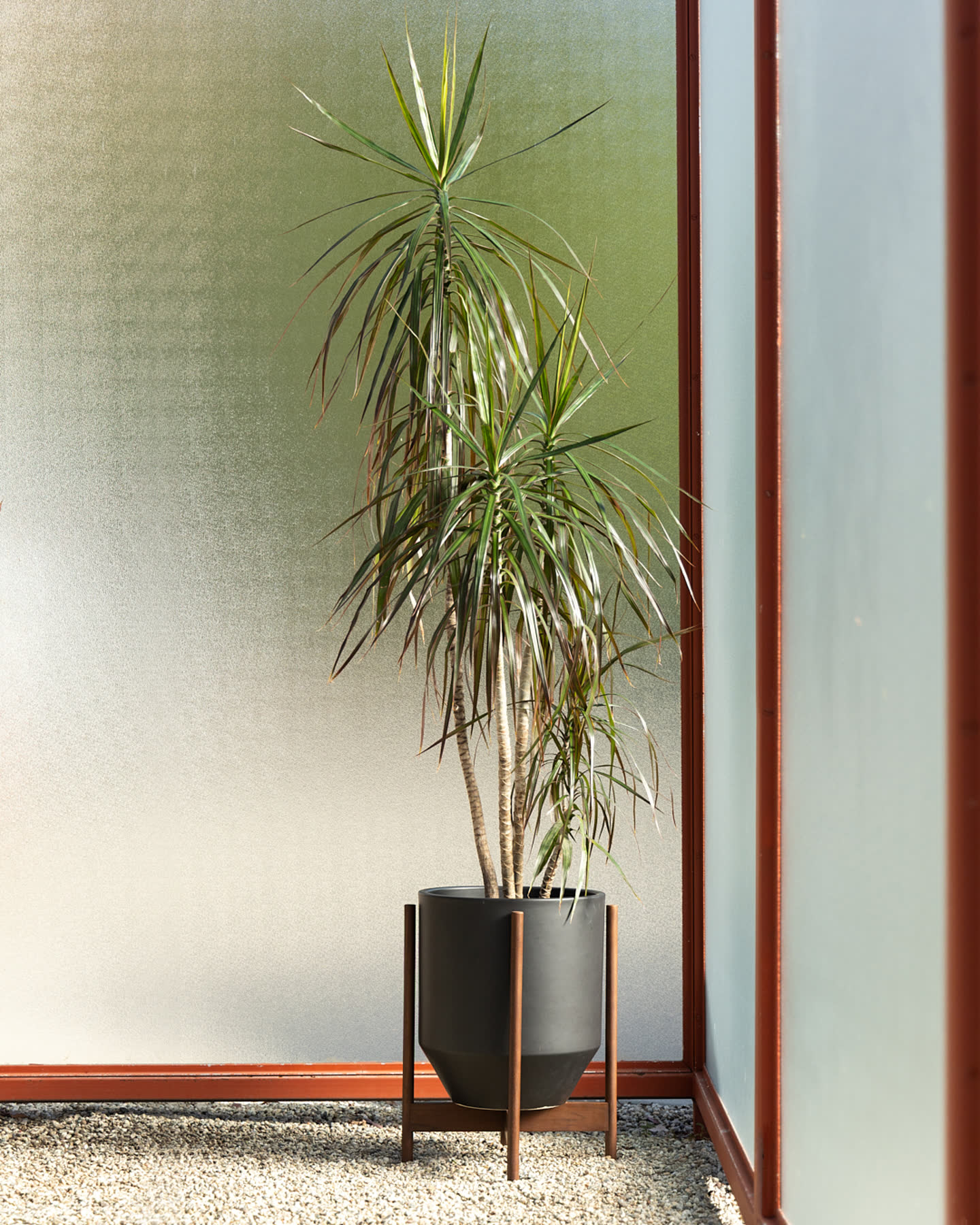A tall potted plant beside the redwood window frame.