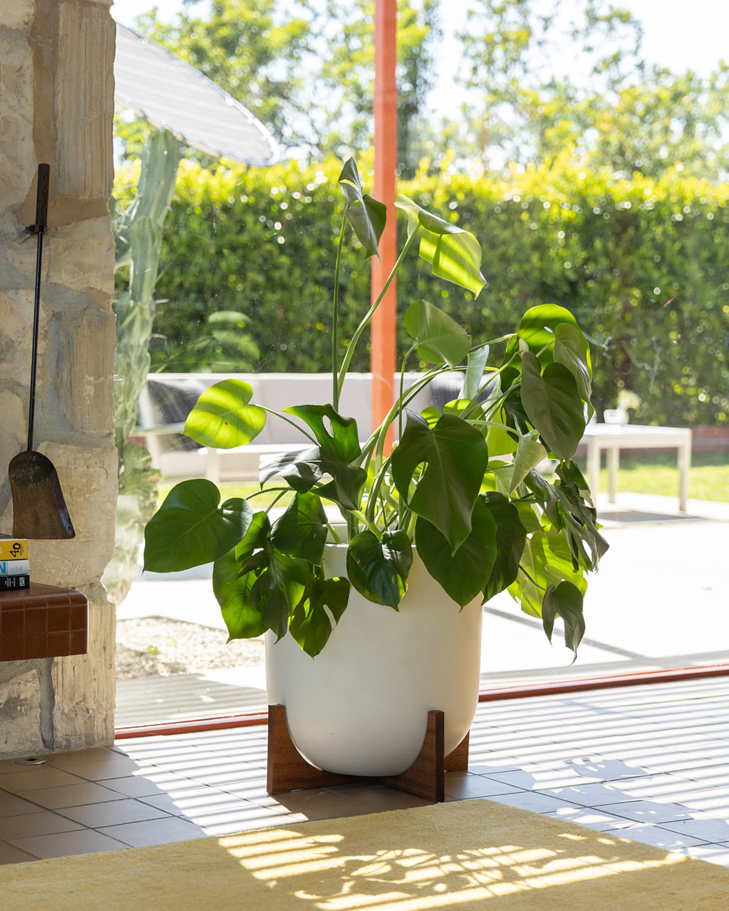 A potted tropical plant beside the living room windows.