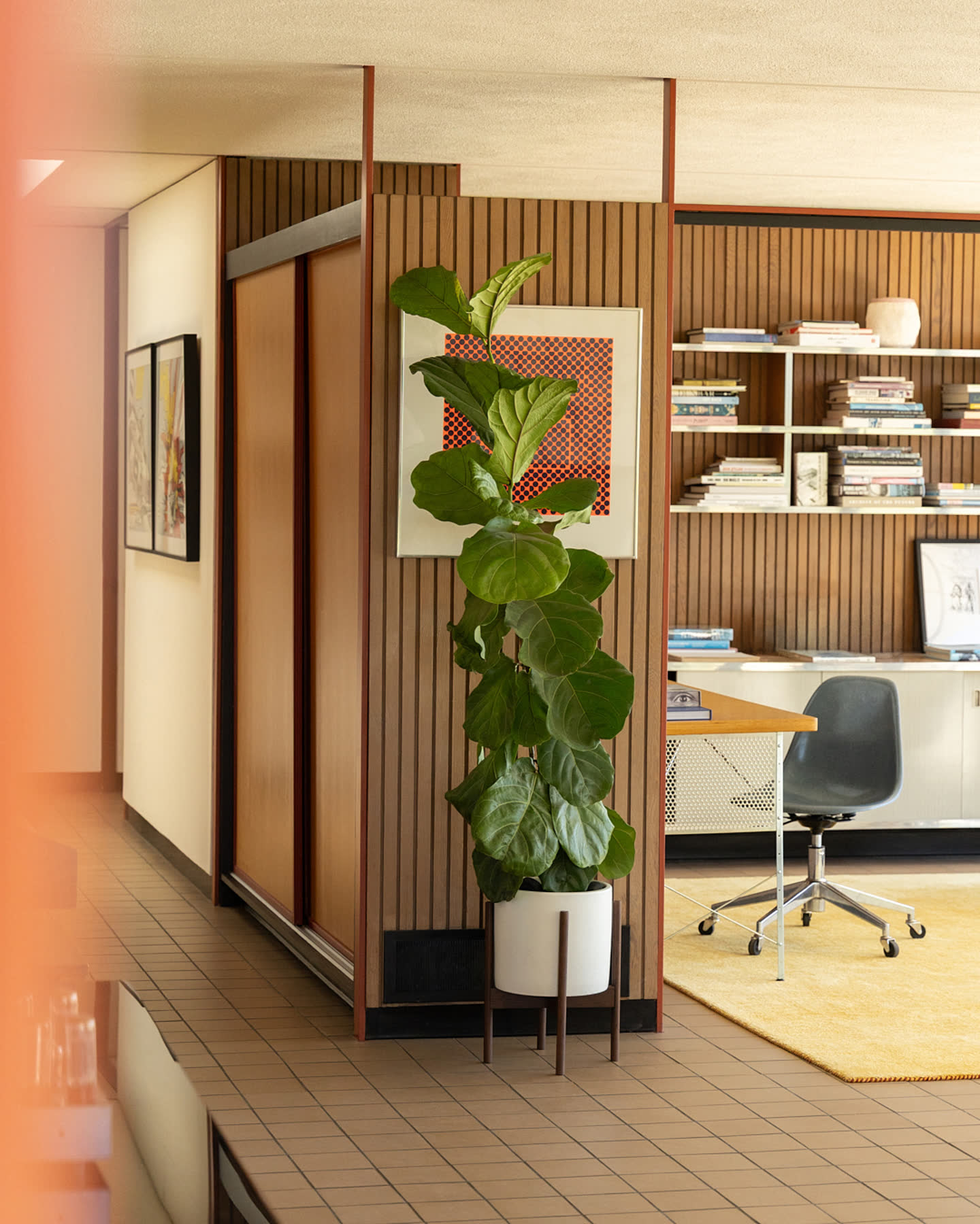 A fiddle leaf fig and desk in the wood-paneled study.