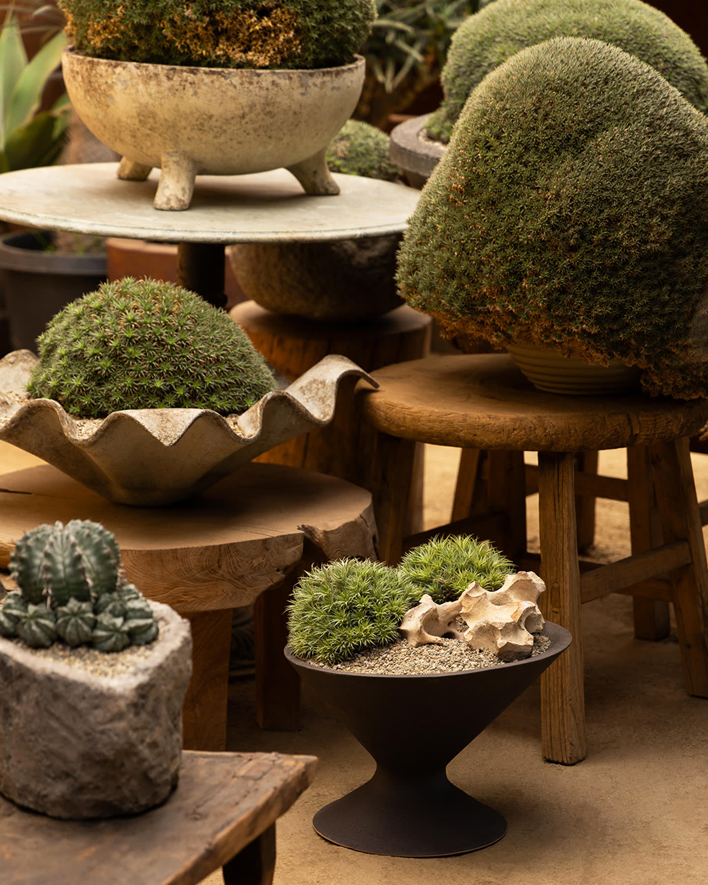 Oblique Planter collection styled with sculptural plants and natural materials.
