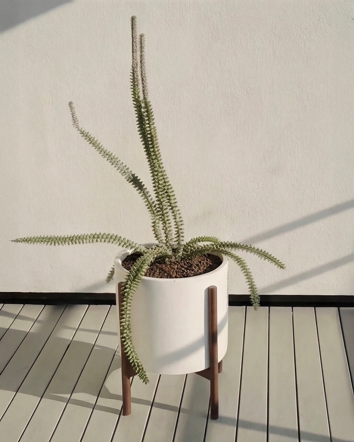 A white stoneware planter with a trailing succulent against a sunlit wall.